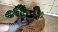 #270 Alokazja (alocasia) - zobacz jak uratowałem roślinkę!