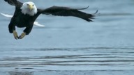 Bald Eagle catches salmon