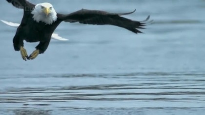Bald Eagle catches salmon