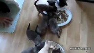 Nom Nom i Mniam Mniam czyli: Koty jedzą