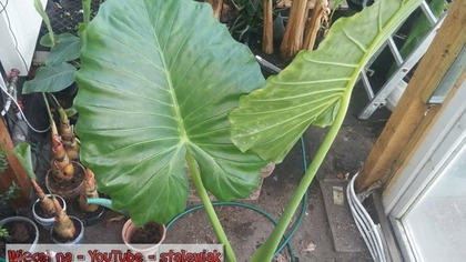 Alokazja, alocasia x caliodora :) CDN.