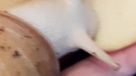 1 snail 1 apple  #snail #asmr #foodsounds