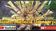 #325. Banan Musella lasiocarpa-Złoty lotos.  Przygotowanie do zimowania