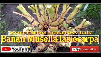 #325. Banan Musella lasiocarpa-Złoty lotos.  Przygotowanie do zimowania