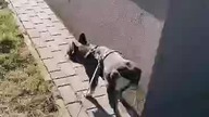 Spacerek: