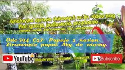 Odc- 394.  Cz. 7 Papaja z nasion 2018r.  Uprawa, zimowanie, podlewanie.