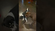 Labrador i kundel ćwiczą MMA #labrador