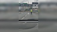 LiveLeak - Hilarious moment swan stops traffic on London motorway