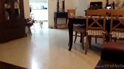 Superdog