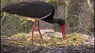 BOCIANY CZARNE KOZIENICKIEGO PARKU KRAJOBRAZOWEGO