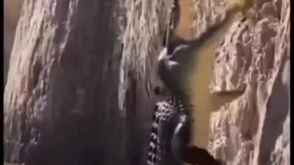 krokodyl atakuje #music #dance