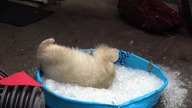 Reakcja niedźwiadka polarnego na basen z lodem