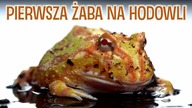 NOWA ŻABA  przyszła OGROMNA żaba rogata z Ameryki południowej
