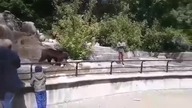 23-latek na wybiegu dla niedźwiedzi