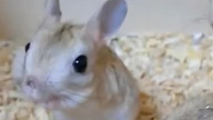 JERBOA - czyli małe, zadziwiające stworzenie