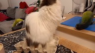 Hercules - the MOTHER OF CHICKENS 