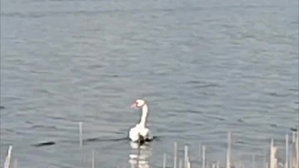 Widziałem Łabędzia nad Jeziorem