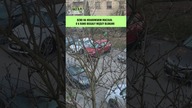 Krakowskie dziki wybrały się na spacer #shorts