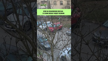 Krakowskie dziki wybrały się na spacer #shorts