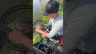 Ciemny karp na method feeder #methodfeeder #tarnowskisad #rybyrybyryby #wędkarstwo #karpie #karp