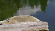 Szarytki Morskie / Grey Seals - #zoo #warszawa