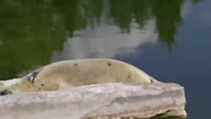 Szarytki Morskie / Grey Seals - #zoo #warszawa