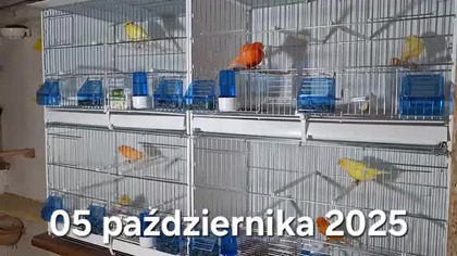 Kanarki w Garden kuRaż * 05. 10. 2025 #Kanarki