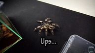 Nowe terrarium dla Poecilotheria miranda! *uciekła*