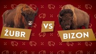 Żubry vs. bizony [Czym to się różni #7]