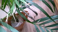 #108 Palma Areka (Areca - Dypsis Lutescens) - jak uratować, jak pielęgnować?
