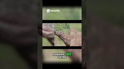 Smok Komodo Śmiertelny drapieżnik z Parku Narodowego