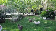 Relaxing with chickens 4. 09. 2022