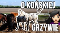 O końskiej czuprynie