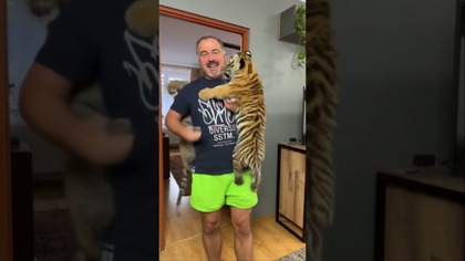 Zabawy z tygrysami  #fikimikiagatkiimoniki