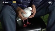 Niecodzienna sytuacja w trakcie meczu w Australii