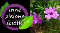 Inne żywe ściółki, które możesz chcieć.