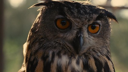 Kupiliśmy Zoo (2011)