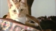 Jedzenie dla kotów Whiskas - spot reklamowy
