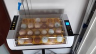 Inkubator HHD mini 24S - resetowanie dni