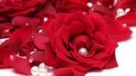 OH, MY LOVE - SELVI & DAGHAN
