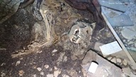 Straszne Paranormalne Nagrania - Luty 21 cz. 3