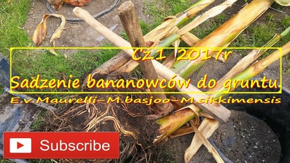 #219. Pierwsze sadzenie bananów, 05. 2017 E. v. Maurelli-M. basjoo-M. sikkimensis.
