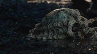 Predators *2010* LP [d11]