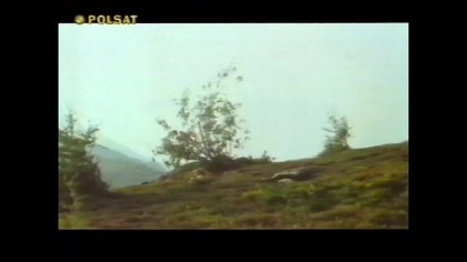 Niedżwidek... VID-1741328431568