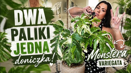 DWA PALIKI W JEDNEJ DONICZCE! MONSTERA ALBO VARIEGATA!