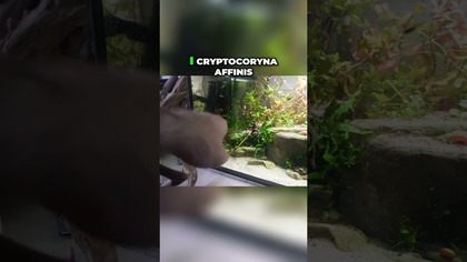 Jakie rośliny do cienia ?