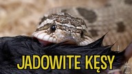 Karmienie węży