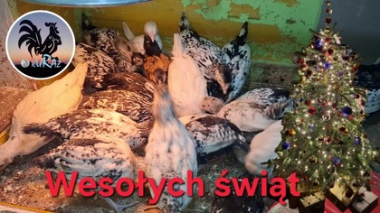 Kurczaki mają już miesiąc * Wesołych Świąt Bożego Narodzenia * 24. 12. 2025