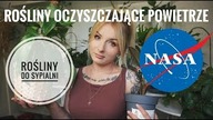 Rośliny OCZYSZCZAJĄCE POWIETRZE - Idealne do sypialni