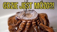 ANATOMIA PTASZNIKA! Kroimy samca Theraphosa stirmi